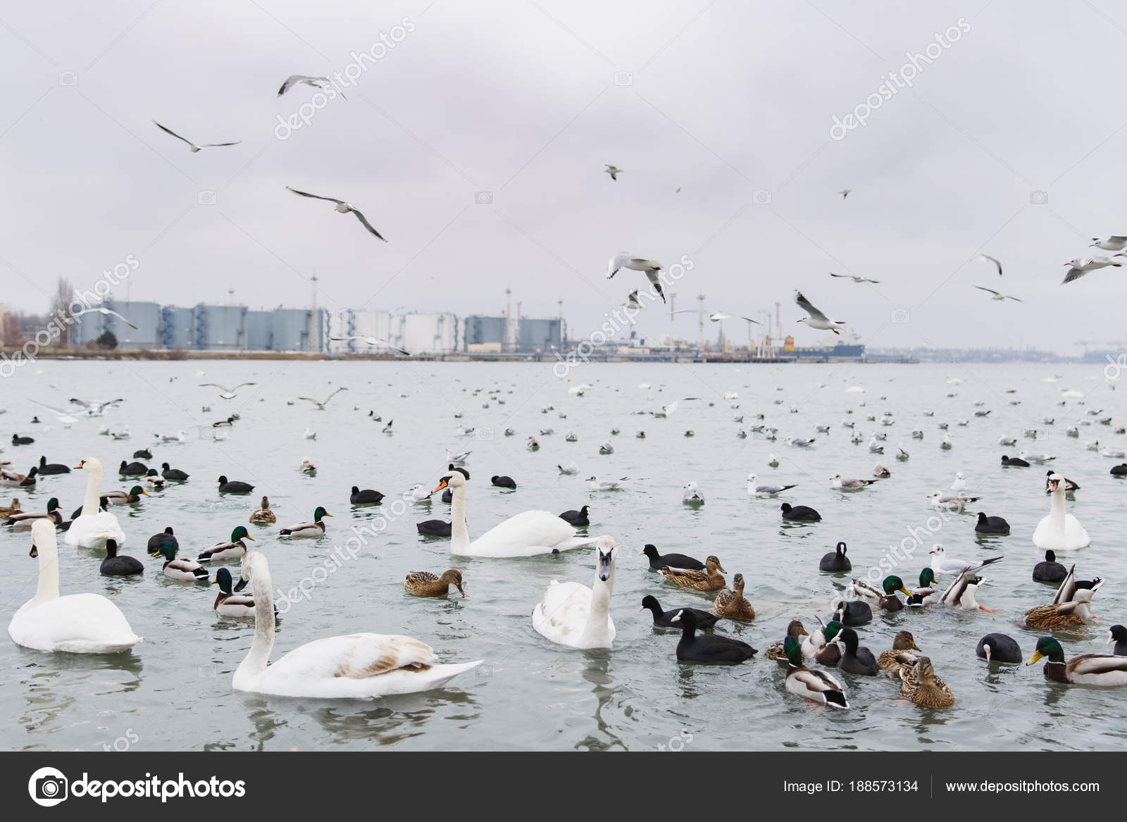 Quel Est Donc Cet Oiseau Photos Doiseaux