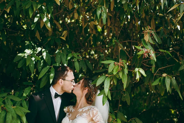 Bela sessão de casamento. Groom em terno preto, camisa branca, gravata borboleta e óculos e noiva em elegante vestido de renda com véu e decoração em seu cabelo beijando entre os ramos de arbusto verde — Fotografia de Stock