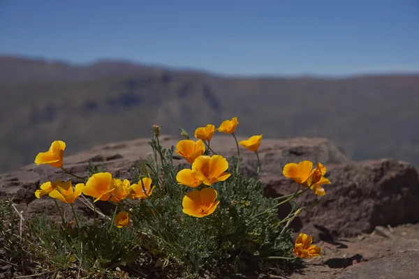 Kaliforniai mák, Chile — Stock Fotó