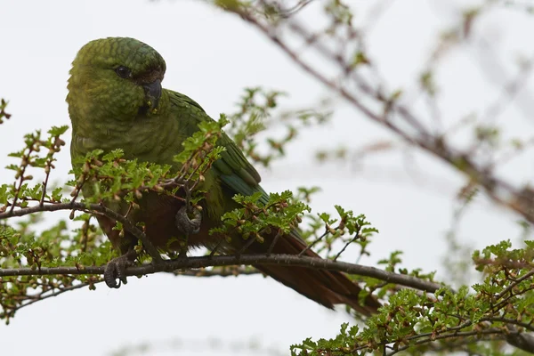 Austral papouška (Enicognathus ferrugineus) — Stock fotografie