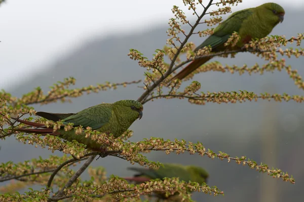 Austral papouška (Enicognathus ferrugineus) — Stock fotografie