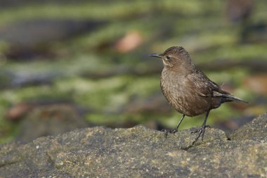 Tussacbird (Cinclodes antarcticus antarcticus) 