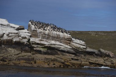 Falkland Adaları 'ndaki Saunders Adası' ndaki The Neck tepesindeki kayalıklarda Rockhopper Penguenleri Kolonisi (Eudyptes chrysocome)
