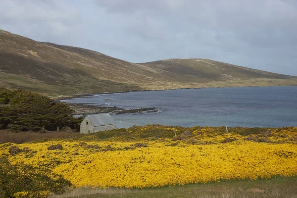 Krásné Pobřeží Ostrova Sea Lion Falklandské Ostrovy — Stock fotografie