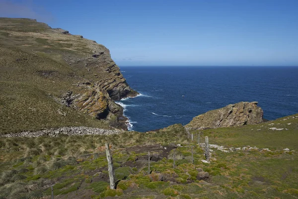 Roquerie de l'Albatros à bractées noires (Thalassarche melanophrys) — Photo