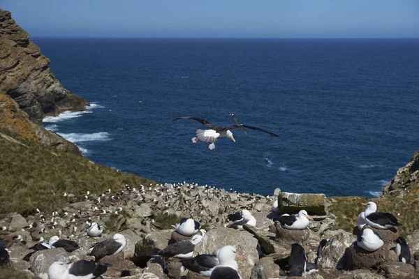 West Point Island i Falklandsöarna — Stockfoto