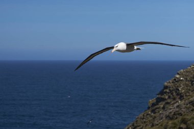 Black-browed Albatross in flight