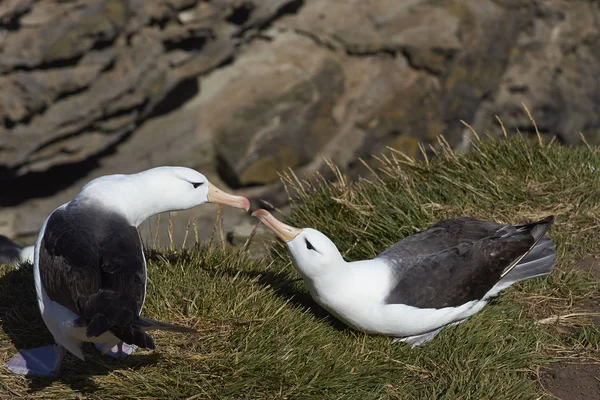 Albatros de cejas negras cortejo —  Fotos de Stock