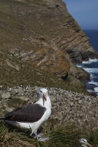 Svartbrynad albatross — Stockfoto