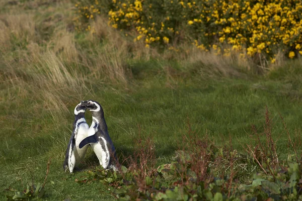 Pinguini di Magellano (Spheniscus magellanicus ) — Foto Stock