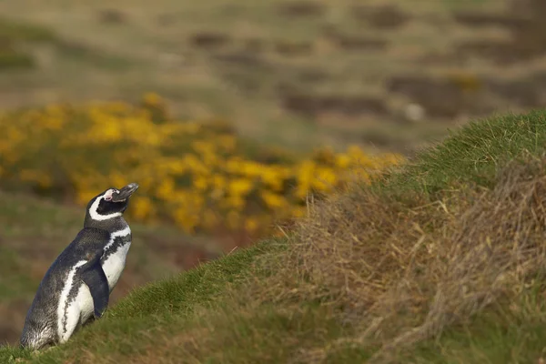 Pingouin de Magellan (Spheniscus magellanicus ) — Photo