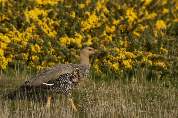 หญิง Upland Goose — ภาพถ่ายสต็อก