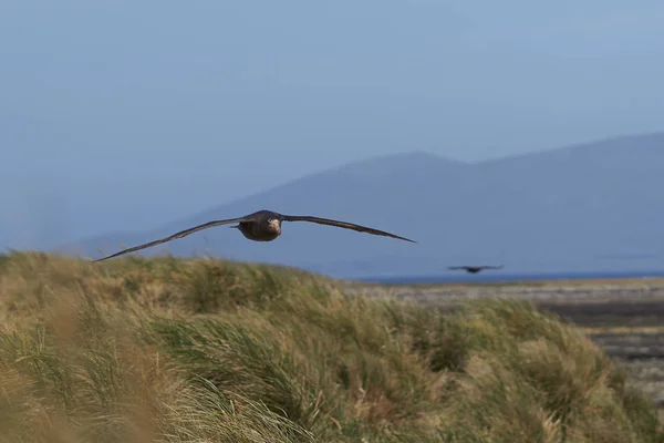 Svarta Måsar Som Flyger Över Kusten Falklandsöarna — Stockfoto