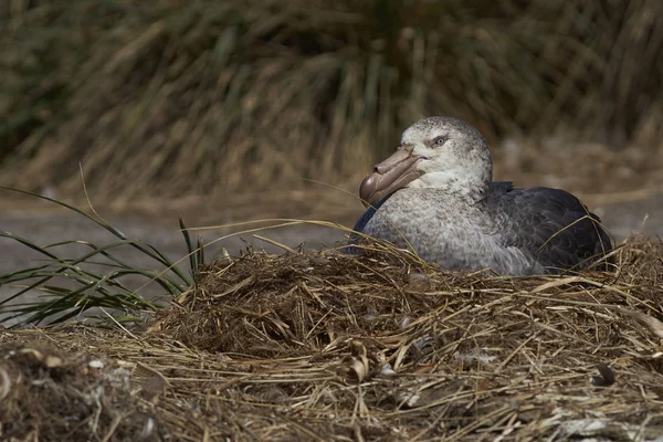 Norra jättestormfågel — Stockfoto