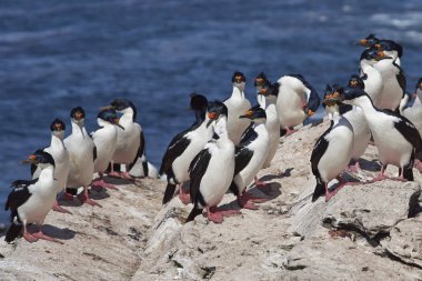 İmparatorluk Tepeli karabatak (Phalacrocorax atriceps albiventer)