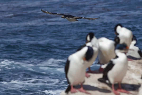 Imperial Shag (Phalacrocorax atriceps albiventer) — Stockfoto