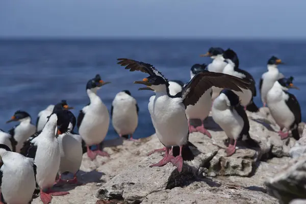 Shag Imperial (Phalacrocorax atriceps albiventer ) — Fotografia de Stock