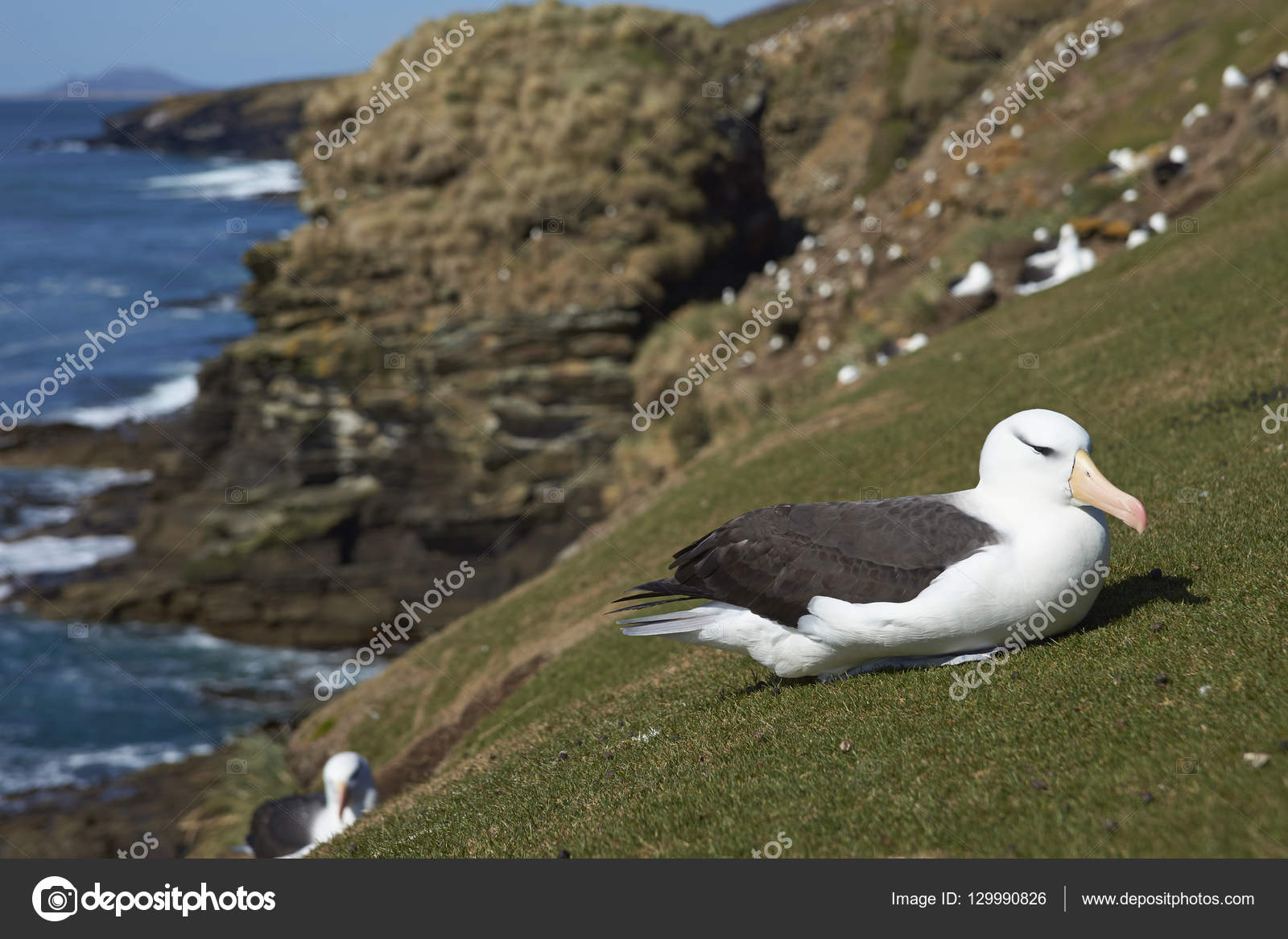 Blackbrowed Albatross (Thalassarche melanophrys) Stock Photo by