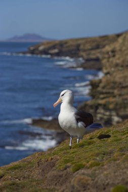 Kara kaşlı Albatros (Thalassarche melanophrys)