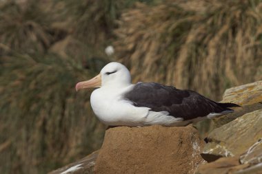 Kara kaşlı Albatros (Thalassarche melanophrys)