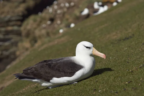 Černým obočím Albatros (Thalassarche melanophrys) — Stock fotografie