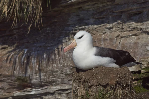 Svartbrynad Albatross (engelska melanophrys) — Stockfoto
