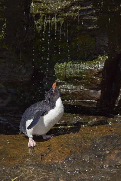 イワトビ ペンギン シャワー — ストック写真