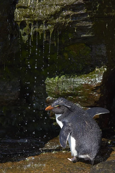Rockhopper Penguin prysznic — Zdjęcie stockowe