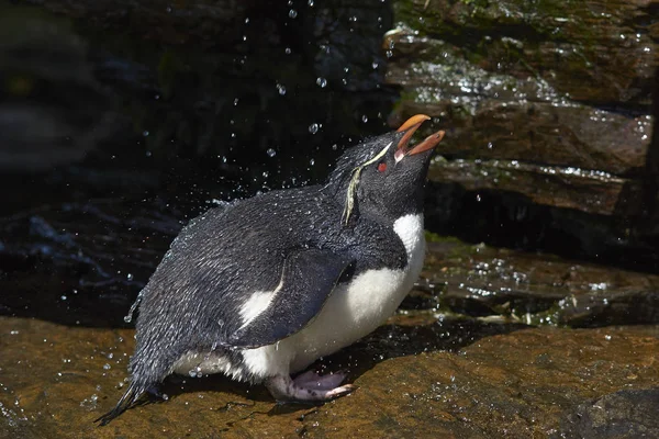 Rockhopper douche pingouin — Photo