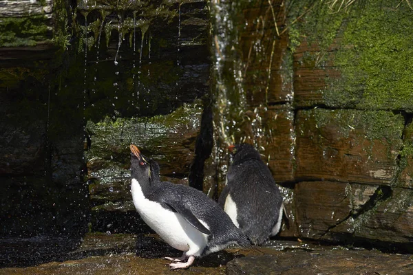 Ducha de pingüino Rockhopper — Foto de Stock