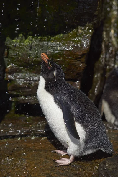 イワトビ ペンギン シャワー — ストック写真