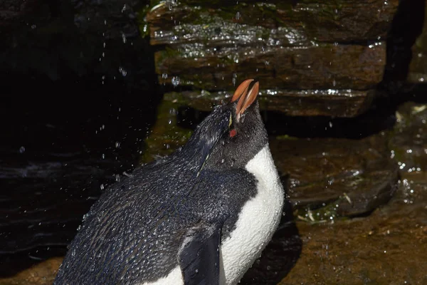 Rockhopper Penguin Shower — Stock Photo, Image