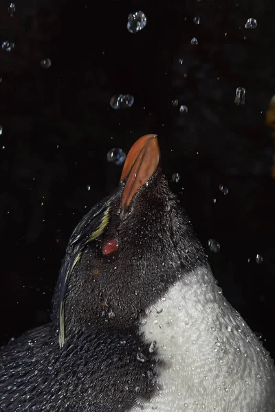 Rockhopper-Pinguindusche — Stockfoto