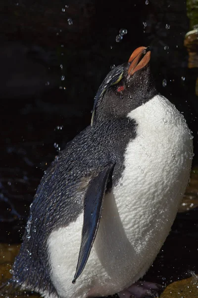 イワトビ ペンギン シャワー — ストック写真