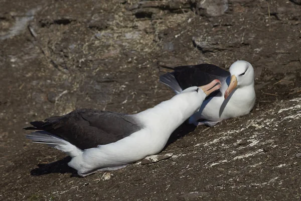 Albatros de cejas negras (Thalassarche melanophrys ) —  Fotos de Stock