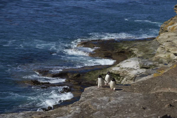 Pingouins des montagnes Rocheuses (Eudyptes chrysocome ) — Photo