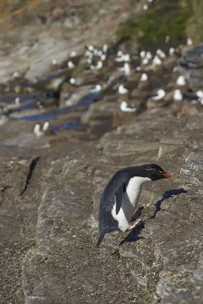 Rockhopper Pingouin sautant — Photo