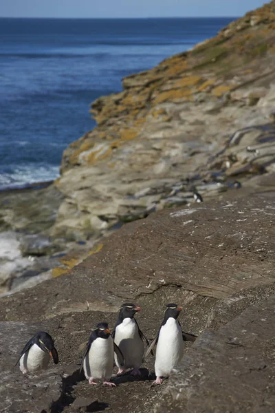 Pingouins des montagnes Rocheuses (Eudyptes chrysocome ) — Photo