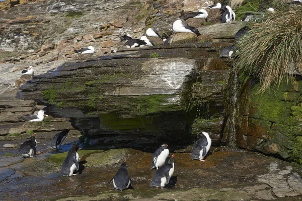ร็อคฮอปเปอร์ เพนกวิน อาบน้ํา รูปภาพสต็อกที่ปลอดค่าลิขสิทธิ์