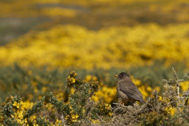 Bir çit sonrası çiçek gorse karkas Adası Falkland Adaları'nda yukarıda üzerinde duran Tussacbird (Cinclodes antarcticus antarcticus)