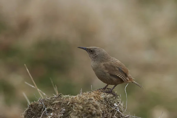 Cobb's Wren (Troglodytes cobbi) — Stock Photo, Image