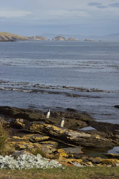 Magellanic Penguins (Spheniscus magellanicus) coming ashore — Stock Photo, Image