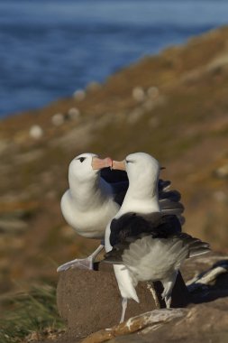  Kara kaşlı Albatros Kur