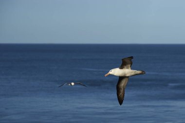 Black-browed Albatross in flight