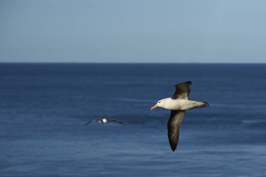 Black-browed Albatross in flight clipart