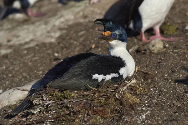 Kaisershag (phalacrocorax atriceps albiventer)) — Stockfoto