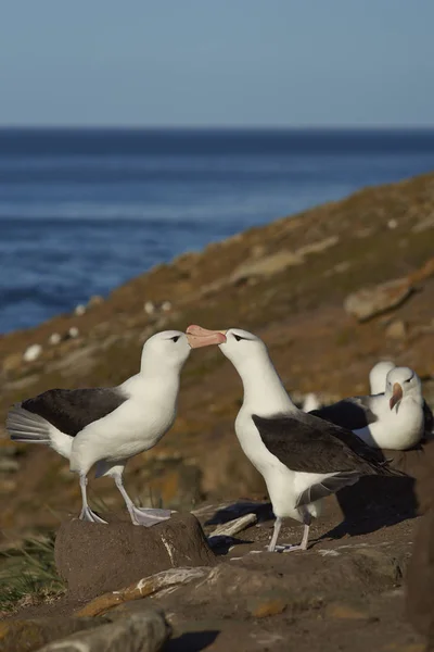 Schwarzbrauen-Albatrosse umwerben — Stockfoto