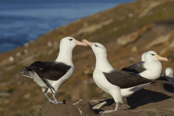 Schwarzbrauen-Albatrosse umwerben — Stockfoto
