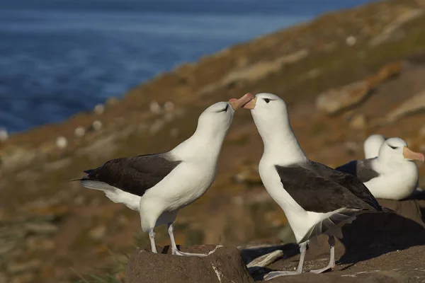 Schwarzbrauen-Albatrosse umwerben — Stockfoto