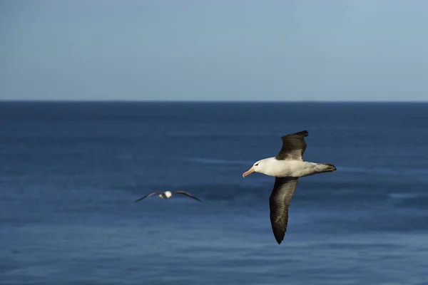 Albatros de cejas negras en vuelo — Foto de Stock